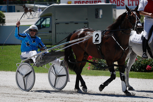 NZ Free-For-All winner Gold Ace will miss the Cranbourne Cup in Victoria next Saturday. Photo / Sarah Ivey