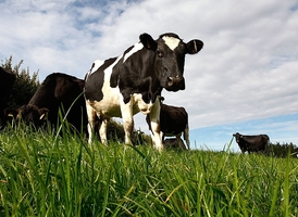 Fonterra are looking to expand its milk processing capacity in the lower North Island. Photo / Brett Phibbs