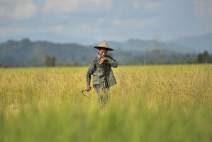 Four-and-a-half years later, people are still struggling to farm the paddy fields that were inundated with salt water, and rebuild communities that lost up to a third of their population. Photo / Getty Images