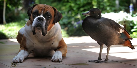 Romeo the dog with Juliette the duck rescued from a farm in Te Puke six weeks ago as a duckling. Photo / John Borren