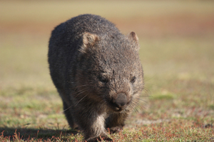 The southern hairy-nosed wombat is in a parlous state in the Murrayland region of South Australia, one of its main population areas. Photo / Thinkstock