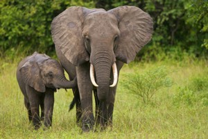 Biologist David Bowman believes the introduction of 'mega-herbivores' like elephants would control the African gamba grass which is choking the outback.
Photo / Thinkstock