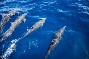 Authorities are investigating after jetskiers raced over a pod of dolphins. Photo / Thinkstock