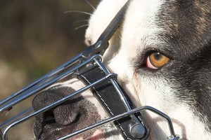 There has been a spate of dog attacks on children. Photo / Thinkstock