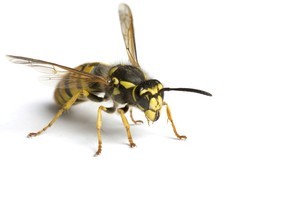 Photo / Thinkstock