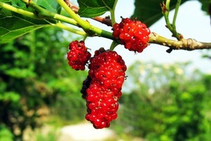 The mulberry is suited to sauces, jams and wines and is delicious eaten fresh. Photo / Supplied