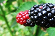 Eat the red berries and you'll suffer a puckered mouth. The blacker the berry, the sweeter it is. Photo / Meg Liptrot 