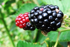 Eat the red berries and you'll suffer a puckered mouth. The blacker the berry, the sweeter it is. Photo / Meg Liptrot