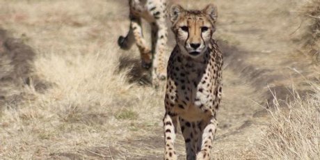 Cheetahs trying to overtake. Photo / Celia Driver