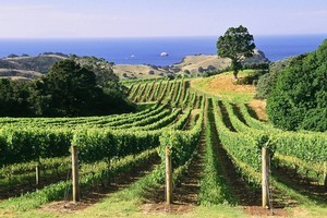 Winemakers wanting to make wines expressive of a specific place are advised to get rid of generic yeasts and let nature take control of their ferments. Photo / Supplied