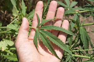 Neil Arthur Phillips was caught in Operation Dan. Photo / File / Thinkstock