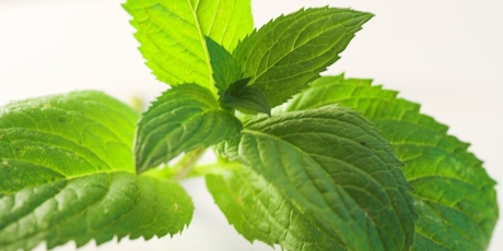 Mint's strong, fresh flavour and easy growing makes it as popular now as it ever has been. Photo / Thinkstock