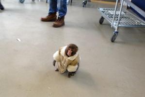Page posted several images of the monkey on Twitter. Photo / Twitter / Bronwyn Iler Page