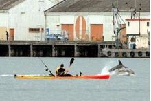 A pod of bottlenose dolphins plays and feeds in Otago Harbour yesterday near kayaker Paul Hannah. Photo / Otago Daily Times