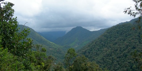 Cloud forest in north-west Ecuador. Photo / Supplied
