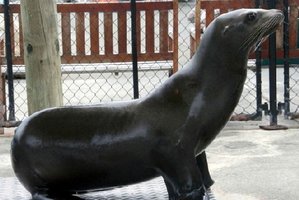 One of Marineland's stars, Rufus the sea lion, has died from a mystery illness. Photo / Supplied