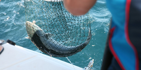 A fat kahawai comes to the net. Photo / Geoff Thomas