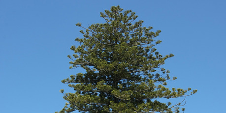 The Norfolk pine grows at 3 St Georges Bay Rd and could hamper future development. Photo / Chris Gorman