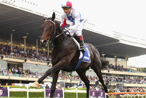 Top stayer Americain is standing at stud in Kentucky. Photo / Getty Images