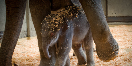 To the horror of animal rights campaigners, the calf could become a circus performer. Photo / AP