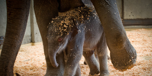 To the horror of animal rights campaigners, the calf could become a circus performer. Photo / AP