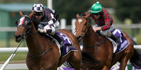 It should be a great day for the mares at Te Rapa on Saturday, particularly Shez Sinsational who contests the group two event. Photo / Greg Bowker