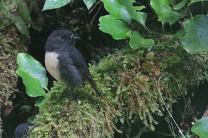 South Island robin. Photo / Jim Eagles