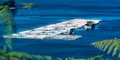 The picturesque Marlborough setting of New Zealand's largest salmon farmer, NZ King Salmon. Photo / Supplied