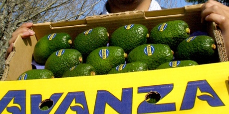 Avocado exporter AVANZA is one of the first kiwi companies to register under the Madrid Protocol. Photo / Bay of Plenty Times