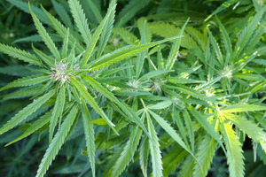 A complex cannabis operation was run out of three Auckland rental properties. Photo / File