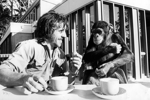A former Auckland Zoo keeper remembers one his best mates, a chimpanzee called Sally. Photo / NZ Herald