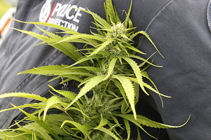 A Vietnamese refugee has been jailed for seven years for his role in a cannabis operation. Photo / File photo