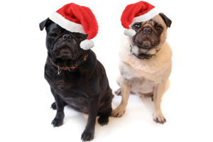 Do you dress your pups up for Christmas?Photo / Thinkstock