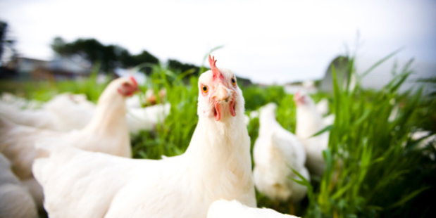 Are your eggs really from happy hens? Photo / Thinkstock