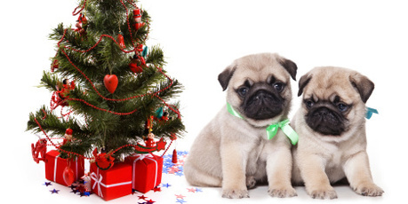 Puppies are cute, but they aren't just for Christmas.Photo / Thinkstock Puppies are cute, but they aren't just for Christmas.Photo / Thinkstock