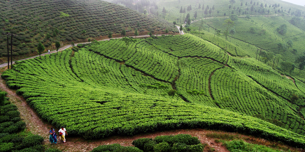Take to the tea estates of Darjeeling, India. Photo / Thinkstock