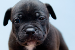Anderson told inspectors one of the puppies had died soon after birth and two had been re-homed. Photo/Thinkstock