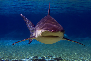 A bull shark. Photo / File / Thinkstock