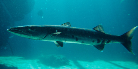 Barratt said barracuda would be among the fish sold to the new customers. Photo / Thinkstock