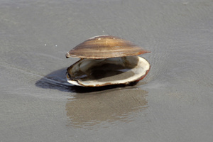 The health warning due to shellfish toxins along parts of the Coromandel and Bay of Plenty coastline remains in place. Photo / Thinkstock