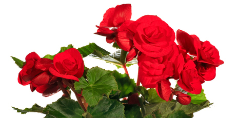 Begonias bloom in the perfect colours for the festive season. Photo / Thinkstock