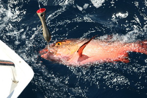 Red bass are resident reef fish that are caught easily off many Pacific Islands, but are not eaten because of the inherent danger of ciguatera poisoning. Photo / Paul Thomas