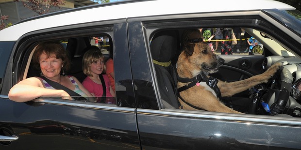 Dinah Towle and Lucy Sharp take a turn in the SPCA car being driven by Porter. Photo / Jason Dorday