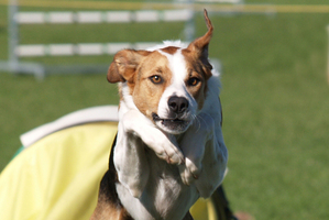 The dog caught it on the bounce and somehow it went straight down her throat, into her gullet.