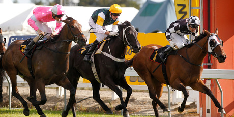 Shez Sinsational beats Diademe and Floria in the Cal Isuzu Stakes at Te Rapa on Saturday. Photo / Christine Cornege