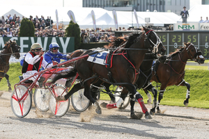 NZ Cup winner Terror To Love could terrorise his younger rivals in feature races. Photo / Getty Images