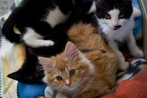 On a busy day up to 75 cats and kittens are brought in. Photo / Sarah Ivey