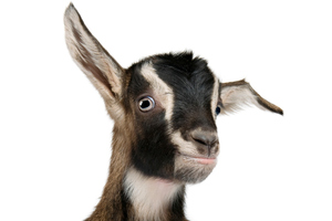 Thoughtful? An Oxfam goat for a family in Papua New Guinea.