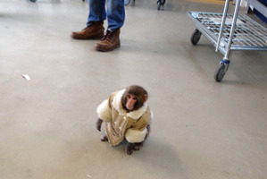 A small monkey wearing a winter coat and a diaper wanders around at an IKEA in Toronto. Photo / AP