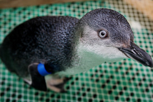 A little blue penguin. Photo / File / Mark McKeown